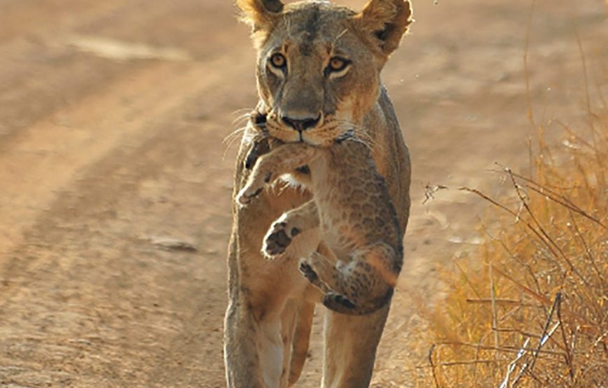 4 nights / 5 days Lion King Safari