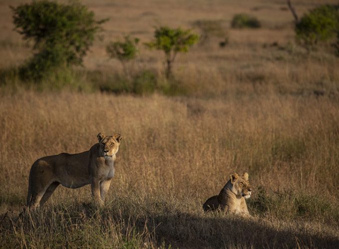 4 nights / 5 days Lion King Safari