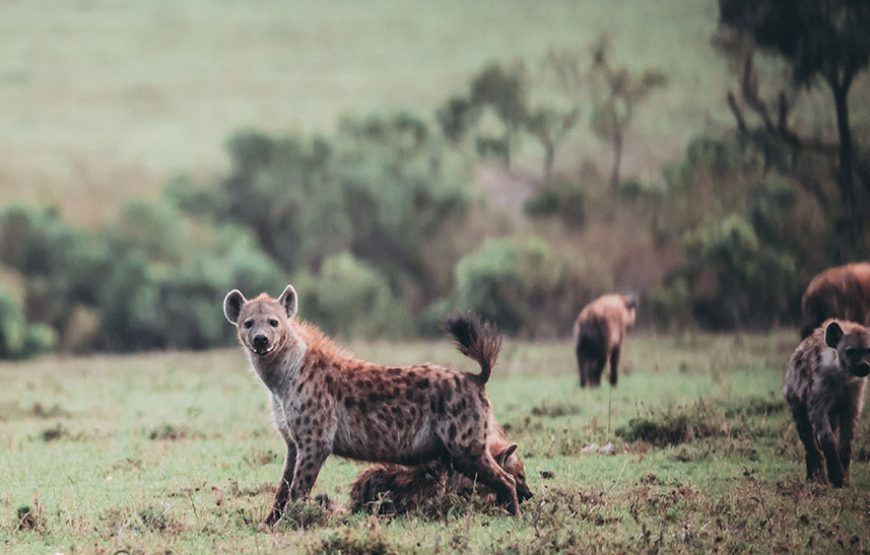 7 NIGHTS / 8 DAYS Hello Samburu And Maasai Cultural Experience