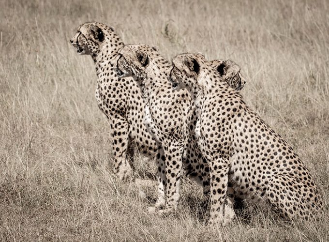 3 Nights / 4 Days Magical Maasai Mara