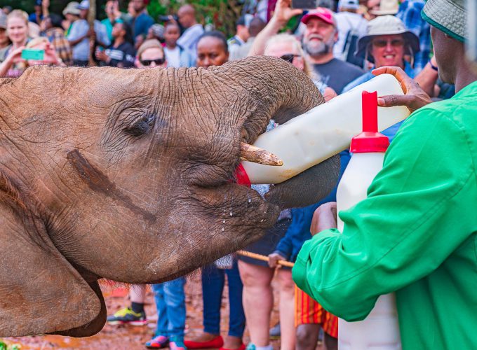 Daphne Elephant Orphanage (Add On)