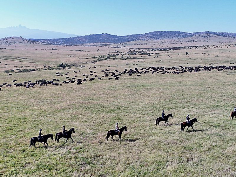 Horse Riding In The Wild (Included)