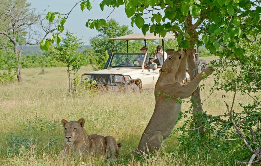 4 nights / 5 days Lion King Safari