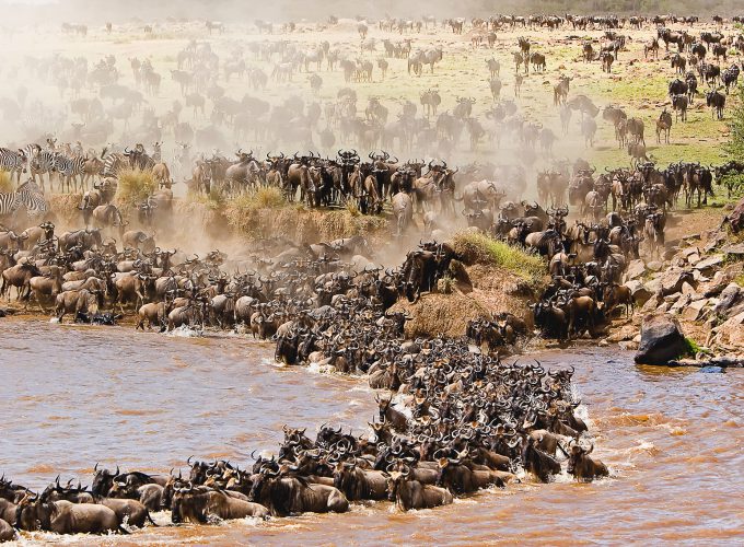 masai mara tour animals. from the kenya tour deal