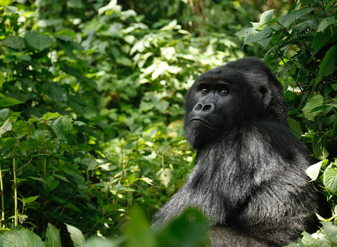 Rwanda Gorilla in the Mist. Lifetime Experience