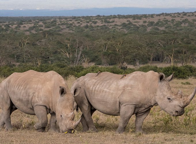 6 NIGHTS / 7 DAYS – UGANDA LUXURY RHINO WILDLIFE SAFARI