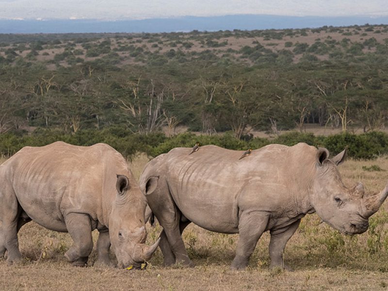 6 NIGHTS / 7 DAYS – UGANDA LUXURY RHINO WILDLIFE SAFARI