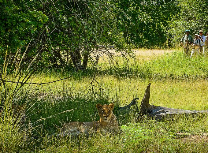 Walking Safaris  (Add On)