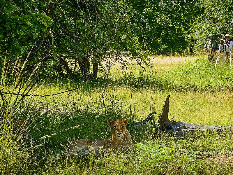 Walking Safaris  (Add On)